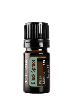 Black Spruce (Schwarzfichte) Picea mariana   5 ml Flasche
