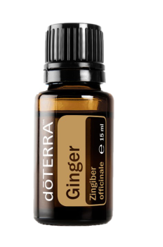 Ginger (Ingwer) Zingiber officinale  15 ml. Flasche