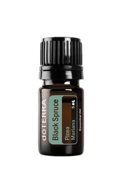 Black Spruce (Schwarzfichte) Picea mariana   5 ml Flasche