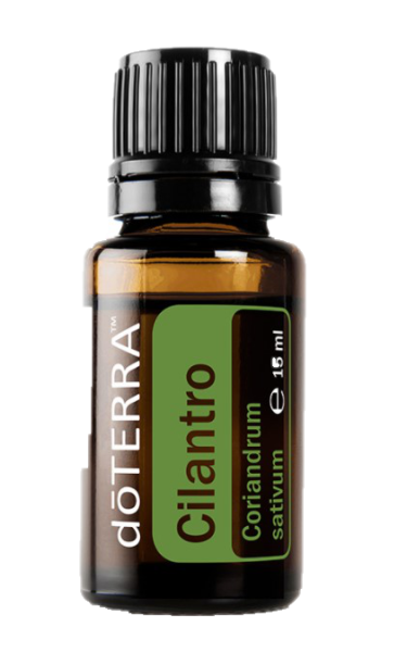 Cilantro (Korianderkraut) Coriandrum  sativum    15ml. Flasche